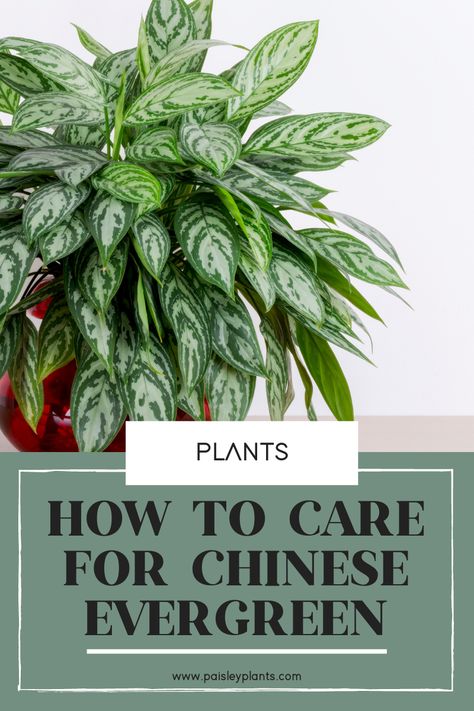 Chinese Evergreen Plant, Evergreen House, Chinese Plants, Lucky Plant, Plant Care Tips, Chinese Evergreen, Indoor Plant Care, Inside Plants, Evergreen Plants