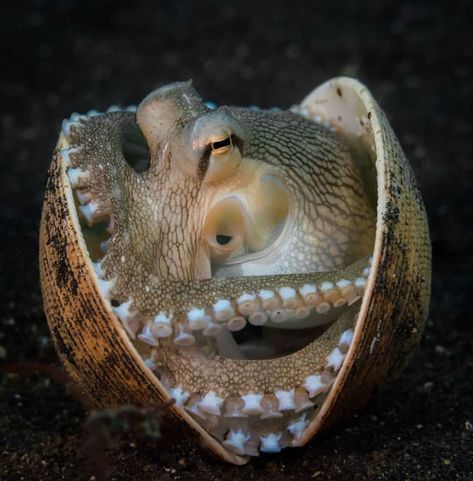 Coconut Octopus, Cute Coconut, Beautiful Fishes, Under Ocean, North Sulawesi, Deep Sea Creatures, Ocean Floor, On The Ocean, Sea Photo