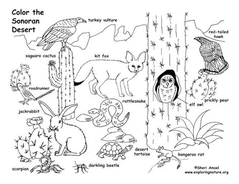 Habitats Preschool, Desert Animals And Plants, Desert Diorama, Savanna Animals, Desert Biome, Desert Ecosystem, Animals Coloring Pages, Animal Worksheets, Desert Animals