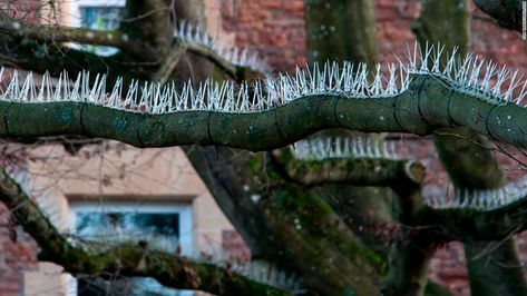 Shocking photograph of metal spikes on a tree was taken in Bristol England. To prevent birds from perching on the branches and defecating on the VIP 5 STAR Cars below http://cnn.it/2BuBqml Hostile Architecture, Chinese Massage, Bristol England, Wealthy People, Post Animal, Bristol City, Metal Spikes, Fancy Cars, Losing A Pet