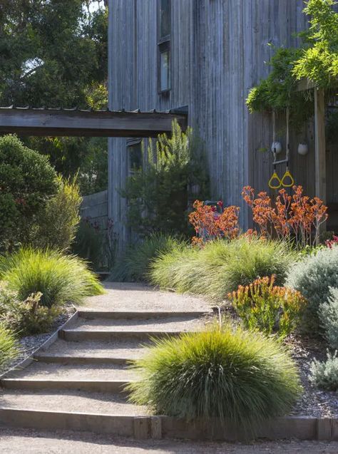 Australian Garden Design, Bush Garden, Australian Natives, Australian Native Garden, Australian Garden, Australian Native Plants, Coastal Gardens, Sustainable Garden, Native Garden