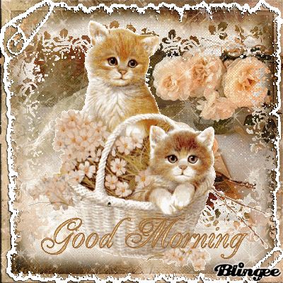 Good Morning Good Morning Cat Gif, Good Morning Cat, Good Night Cat, Good Morning Happy Thursday, Friday Pictures, Baby Alive Doll Clothes, Morning Cat, Birthday In Heaven, Funny Good Morning Quotes