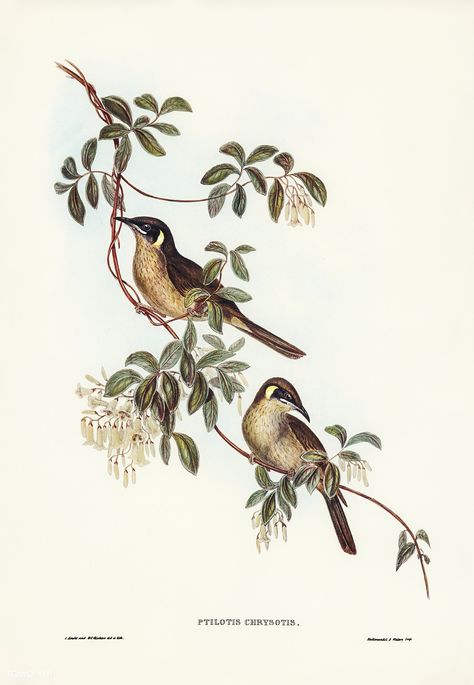 Floral Branding, Illustration Example, John Gould, Vintage Bird Illustration, Birds Of Australia, Singing Bird, Floral Cards Design, Animal Print Wallpaper, Bird Poster