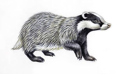 Badger Tattoo, European Badger, Badger Illustration, Tekken 3, Honey Badger, Nocturnal Animals, British Wildlife, Drawing Images, Western Europe