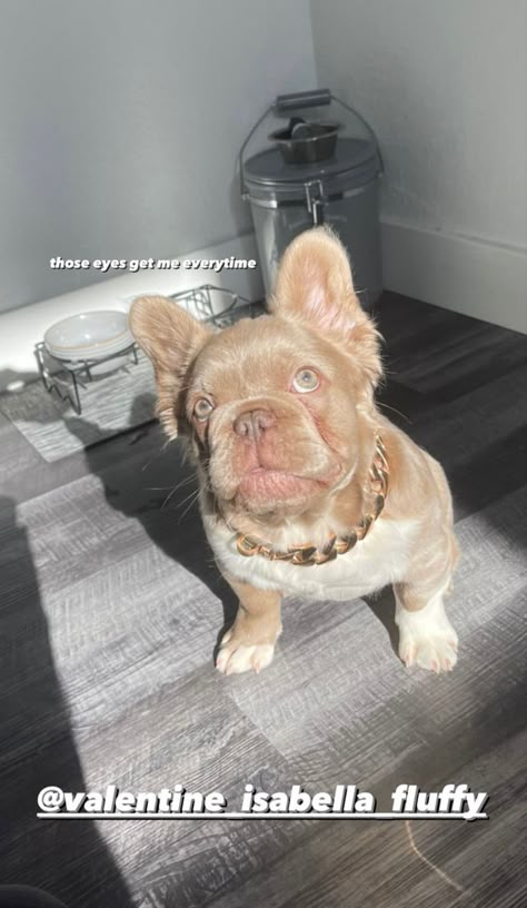 Fluffy French Bulldog Full Grown, Merle English Bulldog, Blue Merle French Bulldog, Fluffy Frenchie, Fluffy French Bulldog, Dog Snapchats, French Bulldog Breed, Cute Bulldog Puppies, Cute Small Dogs