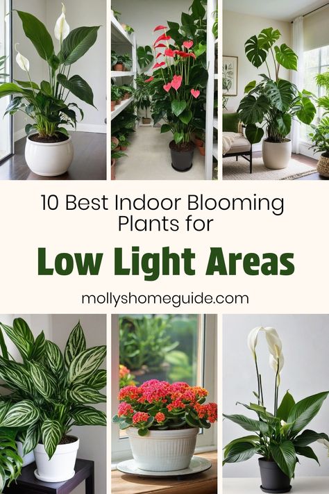 Discover the beauty of houseplants that thrive in low-light environments with these stunning options! Whether you're new to indoor gardening or looking to enhance your bedroom or bathroom with fragrant greenery, these plants are perfect for spaces with limited natural light. From elegant flowering houseplants to easy-care indoor favorites, find the best plants for low light rooms and brighten up any corner of your home. Explore a variety of low-light indoor plants that are both beautiful and beg Indoor Plant Low Light, Easy Low Light Indoor Plants, Indoor Plants That Don’t Need Sun, Plants In The Living Room Ideas, Bedroom Plants Low Light, Indirect Light Plants, Artificial Light For Plants, Low Light Plants Indoor, Plants For Living Room