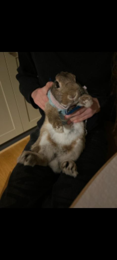 Girl holding in a brown and white rabbit. The rabbit is brown but white on the stomach. The rabbit is cute and looks like it is enjoying it. Male Hands, A Bunny, Cute Rabbit, Hold On, Quick Saves