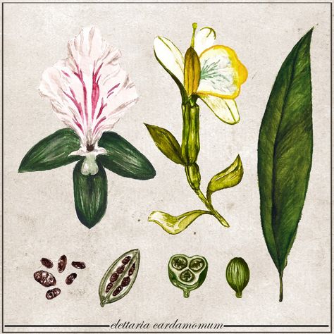 Cardamom plants are from the ginger family and are native to southern India. Cardamom Illustration, Uses For Cardamom, Health Benefits Of Cardamom, Cardamom Botanical Illustration, Cardamom Plant, Black Pepper Plant, Ginger Family, Wormwood Botanical Illustration, Leaves Sketch