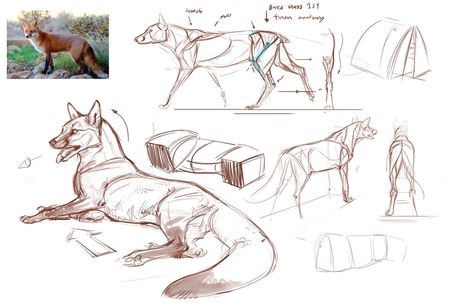 Fox Anatomy, Canine Drawing, Cat Anatomy, Fox Drawing, Animal Guides, Animal Anatomy, Anatomy Sketches, Animal Study, Canine Art