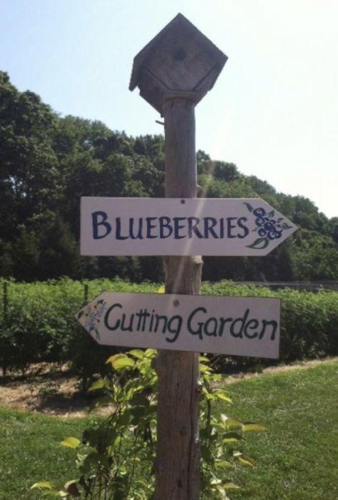 Blueberries For Sal, Blueberry Picking, Harvest Day, Blueberry Farm, New Hope Pa, Blue Berry, Scenic Photos, Cold Cream, Farm Signs