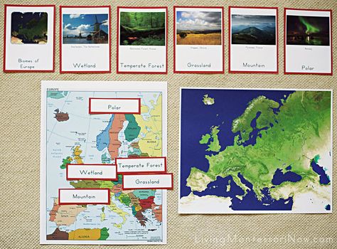 Biomes of Europe Activity | by Deb Chitwood Ish Activities, Continent Boxes, 7 Continents, Montessori Ideas, Fashion Organization, Unit Study, Montessori Activities, Study Unit, Geography