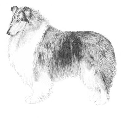 Collies Dog, Collie Tattoo, Merle Collie, Collie Breeds, Rough Collies, Smooth Collie, Akc Breeds, 3 Dogs, Dog Information