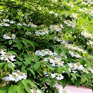 5 Ways to Use Viburnums in the Landscape | Grow Beautifully Glitters And Glows Viburnum, Viburnum Tomentosum, Viburnum Plicatum Kilimanjaro, Moonlit Lace Viburnum, Summer Snowflake Viburnum, Barnsley Gardens, Small Shrubs, Fall Fruits, Garden Layout