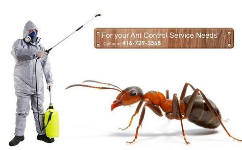 The wisdom accumulated over the ages tells us that the best way to prevent ants from invading our homes is to keep things clean, and dispose of food properly. However, there are times when this may not work. #AntControlServices Pest Control Ads, Ant Removal, Ant Infestation, Ant Control, Dyed Natural Hair, Pest Control Services, The Wisdom, Snow Shovel, Pest Control