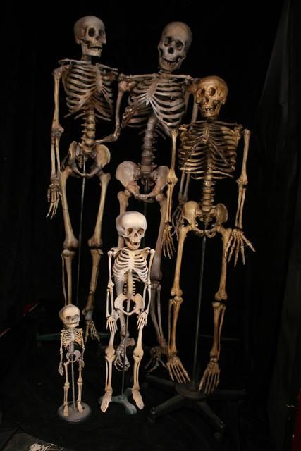 Skeleton family Three Witches, Skull Accessories, The Rocky Horror Picture Show, Rocky Horror Picture, Fright Night, Halloween Props, Skull And Bones, Halloween Skeletons, Memento Mori