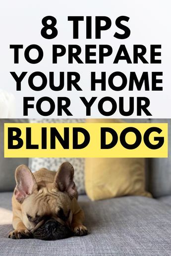 Blind Dog Products, Blind Dog Halo Diy, Blind Dogs Tips Ideas, Indoor Dog Area, Adoption Tips, Dog Life Hacks, Blind Cat, Diy Dog Crate, Cat Advice