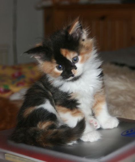 Calico Cats, Cozy Cat, Calico Kitten, Söt Katt, Siamese Kittens, Most Beautiful Cat, Most Beautiful Cat Breeds, Calico Cat