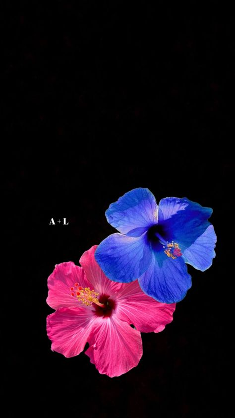 Pink and blue hibiscus flowers wallpaper Wallpaper Backgrounds Hibiscus, Hibiscus Wallpaper Black Background, Hibiscus Flower Wallpaper, Blue Hibiscus Flower Wallpaper, Hibiscus Wallpaper, Pink Hibiscus Wallpaper, Blue Hibiscus Flower Black Background, Purple Hibiscus Flower Wallpaper, Blue Flower Wallpaper