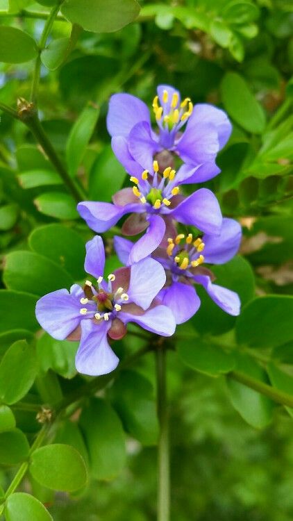 Lignum Vitae, The National flower of Jamaica. Jamaica Flower, Facial Room, Lignum Vitae, Blue Comforter Sets, Black Girls With Tattoos, National Flower, Watercolor Bouquet, Good Morning World, Invitation Inspiration