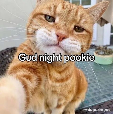 Good Night Meme, Funny Looking Cats, Seni Vintage, Funny Animal Photos, Silly Cats Pictures, Japon Illustration, Goofy Pictures, Funny Animal Jokes, Silly Animals