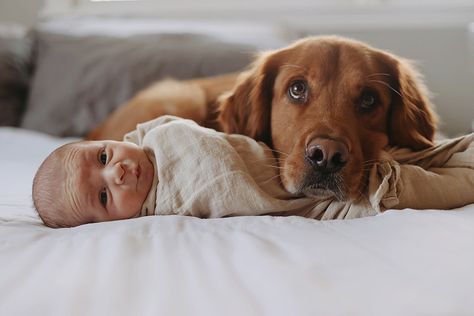 Newborn pictures newborn baby maternity dog golden retriever Newborn Dog Photoshoot, Newborn With Dog Pictures, Newborn Photo Shoot With Dog, Newborn And Dog Photos, Newborn Family Photos Dog, Newborn Pics With Dogs, Newborn Home Photoshoot With Dog, Newborn Shoot With Dog, Newborn Lifestyle Photography At Home With Dog