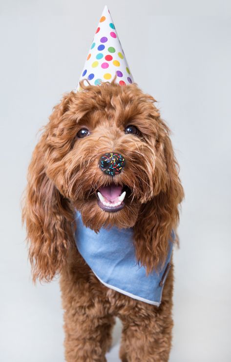 Dog Baking Photography, Senior Dog Birthday Photoshoot, Dog Calendar Ideas, Dog Cake Smash Pet Photography, Diy Dog Photoshoot, Dog Photoshoot Birthday, Dogs Photoshoot Ideas, Pet Studio Photography, Dog Studio Photoshoot