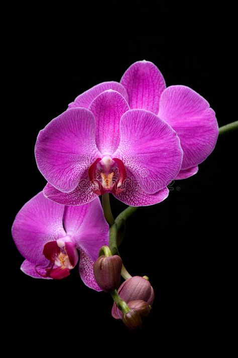 Orchid. Pink orchid on black background , #Sponsored, #Pink, #Orchid, #orchid, #background, #black #ad Orchids Background, Peonies Background, Orchid Drawing, Orchid Photography, Orchid Centerpieces, Foto Transfer, Exotic Orchids, Blue Orchids, Orchid Care