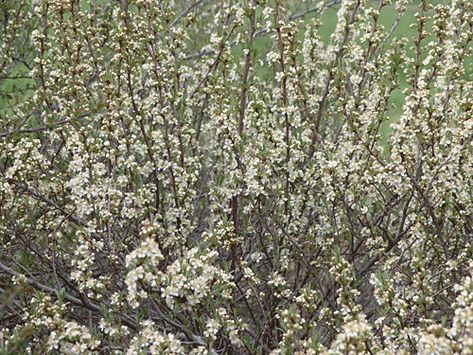 Western Sand Cherry [Prunus besseyi] Sand Cherry, Waterwise Landscaping, West Jordan Utah, Prairie Planting, Planting Shrubs, Gardening 101, Great Plains, Garden Park, Water Wise