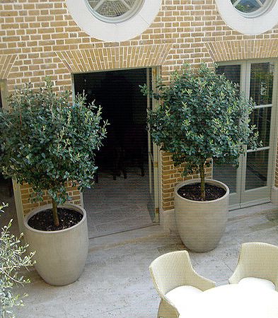 Large pot for indoor olive tree- maybe not this big! Trellis Entrance, Olive Trees Garden, Indoor Olive Tree, Large Garden Pots, Potted Olive Tree, Courtyard Landscaping, Patio Trees, Indoor Trees, Outdoor Pots