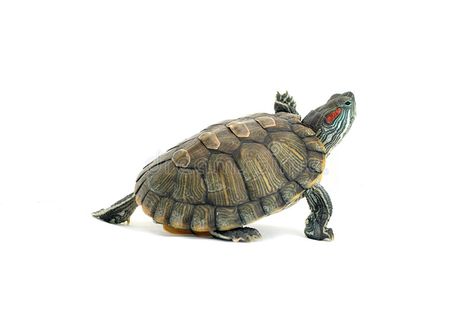 Turtle. Object turtle on white background royalty free stock photo Turtle Background, River Turtle, Turtle Png, Freshwater Turtles, Pet Turtle, Art Geometric, Background White, Animal Photography, Scales