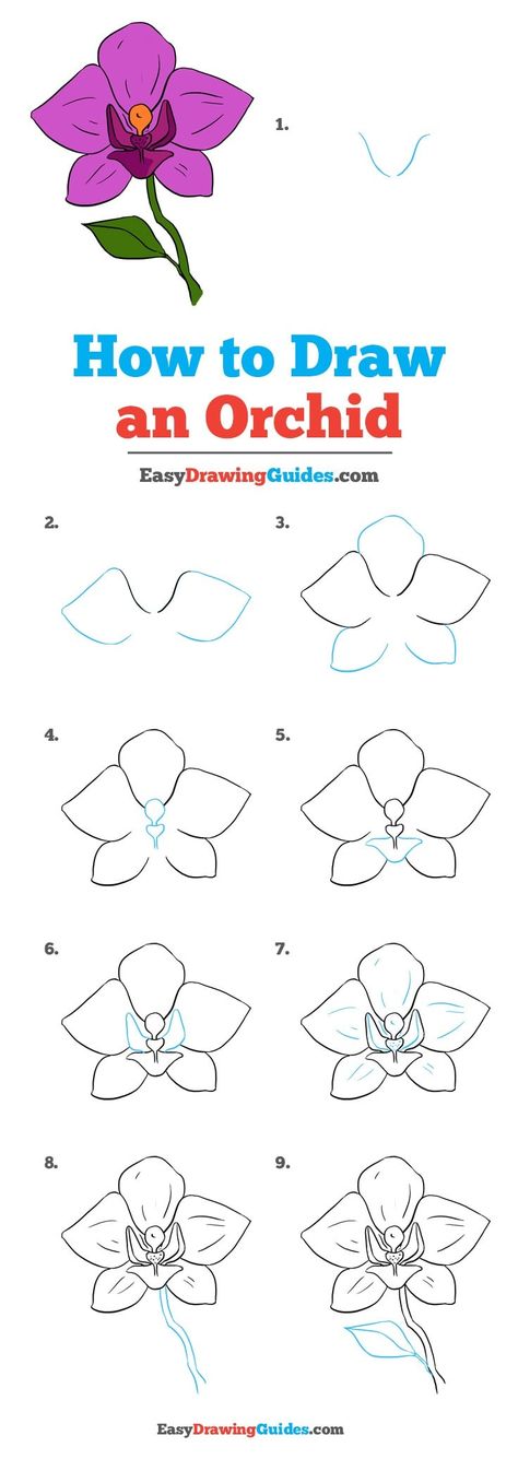 Learn How to Draw an Orchid: Easy Step-by-Step Drawing Tutorial for Kids and Beginners. #Orchid #DrawingTutorial #EasyDrawing See the full tutorial at https://easydrawingguides.com/how-to-draw-an-orchid/. Trin For Trin Tegning, Orchid Illustration, Step Ideas, Orchid Wallpaper, Orchid Drawing, Orchid Photography, Orchid Tattoo, Flower Drawing Tutorials, Drawing Tutorials For Beginners