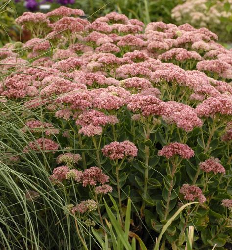 Autumn Fire, High Country Gardens, Waterwise Garden, Butterfly Plants, Daucus Carota, Buy Plants, Easy Plants, Plant Combinations, Ivory Flowers