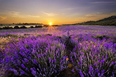 Sunset over lavender field. In Bulgaria , #Sponsored, #lavender, #Sunset, #Bulgaria, #field #ad 2k Wallpaper, Field Wallpaper, Purple Flowers Wallpaper, Furano, Wallpaper Laptop, Lavender Fields, Summer Wallpaper, Sunset Views, Computer Wallpaper