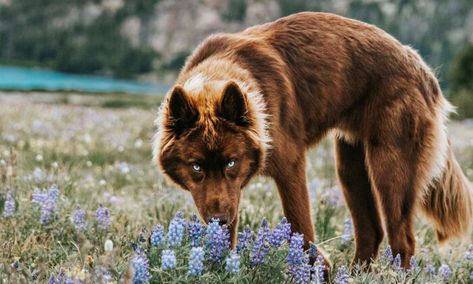 Brown Siberian Husky, Husky Brown, Wolf With Blue Eyes, Black Husky, Wolf Puppy, Wolf Husky, Wolf Colors, Large Dog Crate, Siberian Husky Dog