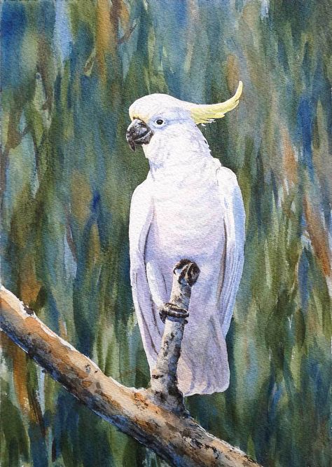 Beech Forest, Watercolour Nature, White Cockatoo, Bird Painting Acrylic, Parrots Art, Bird Watercolor Paintings, Painted Rock Animals, Animal Art Prints, Coastal Painting