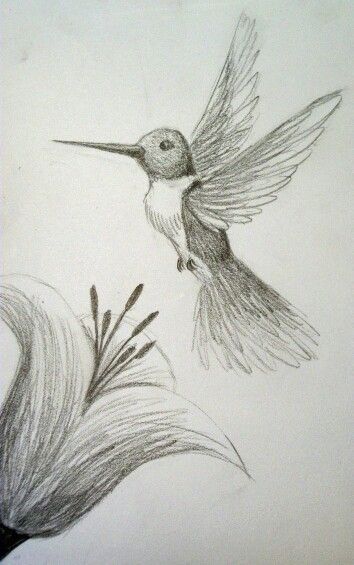 Hummingbird Drawing, Nature Art Drawings, Animal Drawings Sketches, Nature Sketch, Art Sketches Pencil, Art Drawings Sketches Pencil, Pencil Art Drawings, Art Drawings Sketches Creative, Sketches Easy