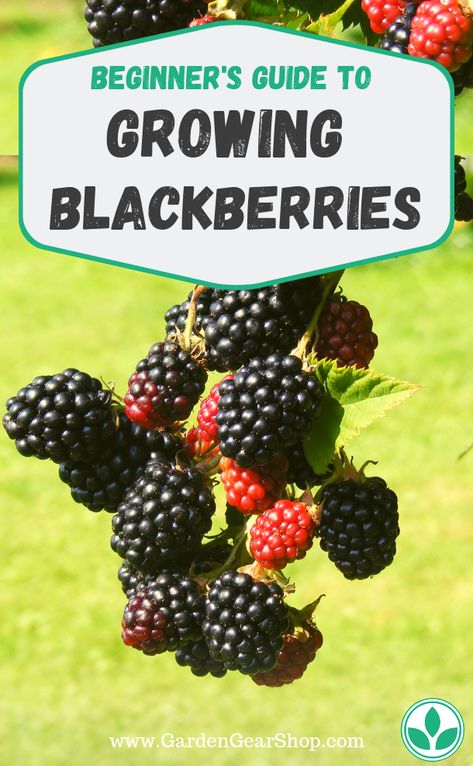 Blackberry Growing Tips, When To Plant Blackberries, Blackberry Plant Care, Blackberry Bushes Growing, Growing Blackberries Trellis, Planting Blackberry Bushes, Blackberry Planting Ideas, Blackberry Plants How To Grow, Blackberry Companion Plants