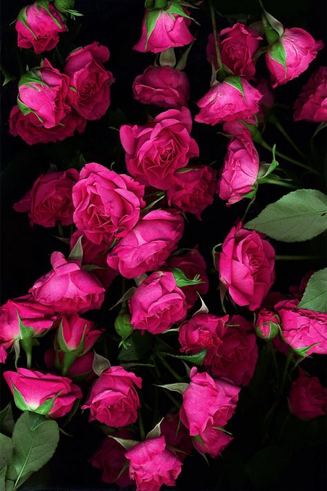 Love Rose, Bunch Of Flowers, Flower Beauty, Flowers Nature, Beautiful Blooms, Love Flowers, My Flower, Beautiful Roses, Pretty Flowers