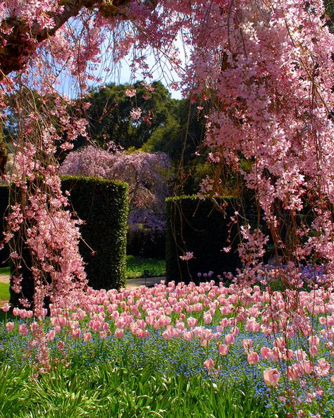 Pink meadow in Spring Green Grass, Pretty Places, Dream Garden, Horticulture, Hedges, Flower Beds, Pretty Flowers, Garden Inspiration, Beautiful World