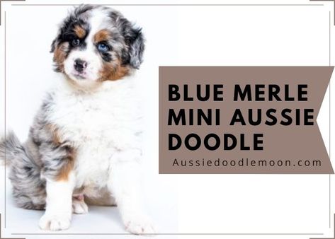 Aussiedoodle Mini, Aussie Doodle Puppy, Aussie Doodle, Mini Aussiedoodle, Doodle Name, Aussiedoodle Puppies, Merle Australian Shepherd, Australian Shepherd Blue Merle, Aussie Puppies