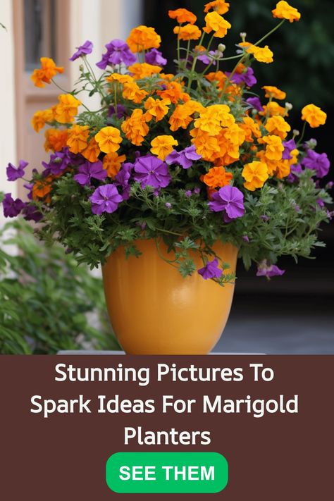 Elevate the beauty of your blooms by carefully selecting the ideal display. Unsure of how to best showcase that lovely marigold plant in your garden? Let's explore creative ways together! Flower Pots With Marigolds, Marigold Flower Pot Ideas, What To Plant With Marigolds, Potted Marigolds, Marigolds In Pots, Marigold Planter Ideas, Marigolds In Garden, Growing Marigolds, Summer Planter