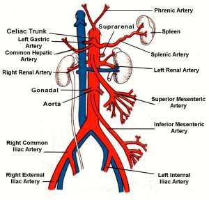 Arteries Anatomy, Superior Mesenteric Artery, Vascular Ultrasound, Abdominal Aorta, Diagnostic Medical Sonography, Interventional Radiology, Medical Transcription, Arteries And Veins, Medical School Studying