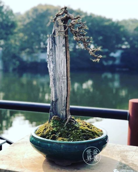 Japanese Juniper, Juniper Bonsai Tree, Garden Bonsai Tree, Bonsai Nursery, Bonsai Pruning, Bonsai Tree Types, Juniper Bonsai, Plantas Bonsai, Bonsai Styles