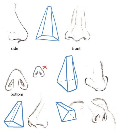 Human Anatomy Fundamentals: Basics of The Face - Tuts+ Design & Illustration Tutorial Types Of Nose, Menswear Design, رسم كاريكاتير, Desen Realist, 얼굴 드로잉, Nose Drawing, Human Anatomy Drawing, Human Figure Drawing, Human Anatomy Art