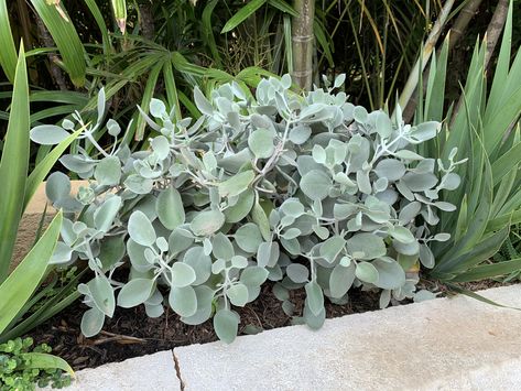 Kalanchoe bracteata Planting Palette, Waterwise Garden, Indoor Gardens, Succulent Arrangements, Silver Spoon, Growing Indoors, Silver Spoons, Blue Leaves, Vibrant Flower