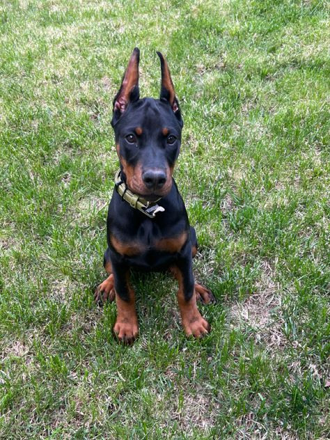 Doberman Baby Doberman, Funny Doge, Mini Doberman, Doberman Puppies For Sale, Funny Doberman, Doberman Puppies, Most Beautiful Dogs, Doberman Puppy, Doberman Dogs