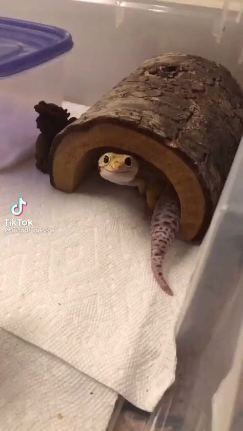 Found on iFunny Cute Gecko, Cute Lizard, Regnul Animal, Cute Reptiles, Leopard Gecko, Funny Animal Jokes, Baby Animals Funny, Dessin Adorable, Cute Wild Animals