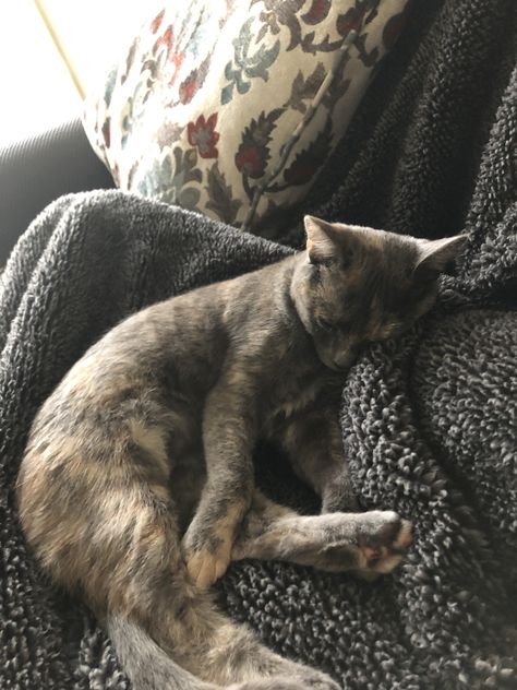 Dilute Tortie Kitten, Dilute Tortie Cat, Dilute Tortoiseshell Cat, Dilute Tortie, Tortie Kitten, Tortie Cats, Tortie Cat, Cat Cuddle, Life Vision