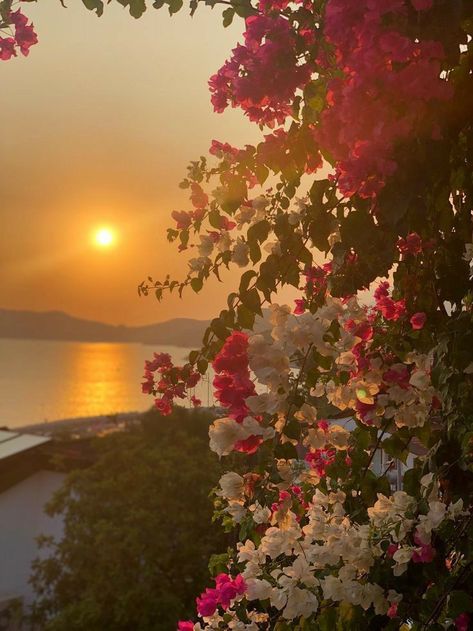 Buganvilla Aesthetic, Bougainvillea Aesthetic, Most Paused Movie Scenes, Nothing But Flowers, Pretty Landscapes, Sunset Wallpaper, Arte Inspo, Beautiful Flowers Pictures, Bougainvillea