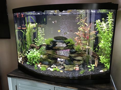 My 36 Gallon Bow Front Planted Community Tank - Imgur 8 Gallon Fish Tank Ideas, 36 Gallon Bow Front Aquarium Ideas, 36 Gallon Bow Front Aquarium, 10 Gallon Community Tank, 35 Gallon Fish Tank Ideas, Planted 10 Gallon Aquarium, 37 Gallon Fish Tank Ideas, Community Tank Freshwater, 36 Gallon Fish Tank Ideas